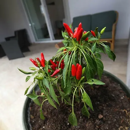 Nerea Apartamento Molat