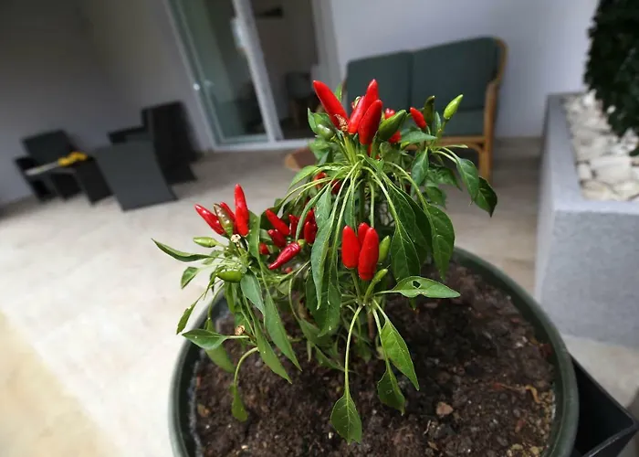 Nerea Apartman Molat